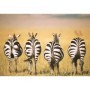 Puzzle Zebre In Savana, 300 Piese Ravensburger - 1